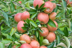 handzame appelboom Braeburn